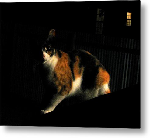 Cat Metal Print featuring the photograph Creepy Kitty by Daniel Schubarth