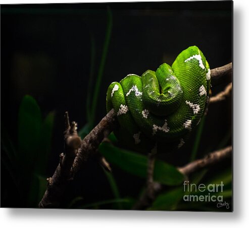 Emerald Tree Boa Metal Print featuring the photograph Emerald Tree Boa by Imagery by Charly