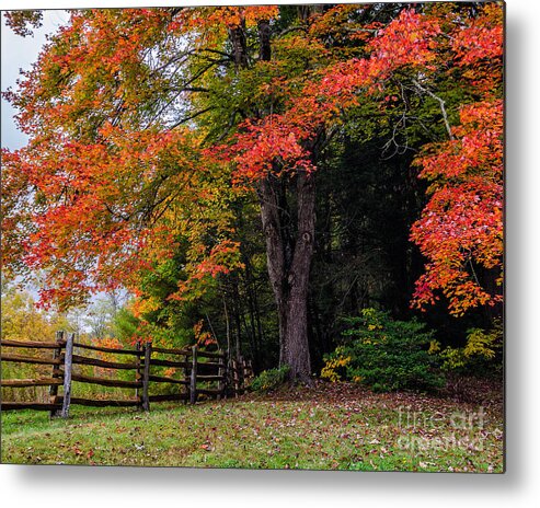 Maple Tree Metal Print featuring the photograph Fall maple #2 by Anthony Heflin