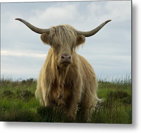Highland Cow Metal Print featuring the photograph Highland cow on Exmoor #1 by Pete Hemington