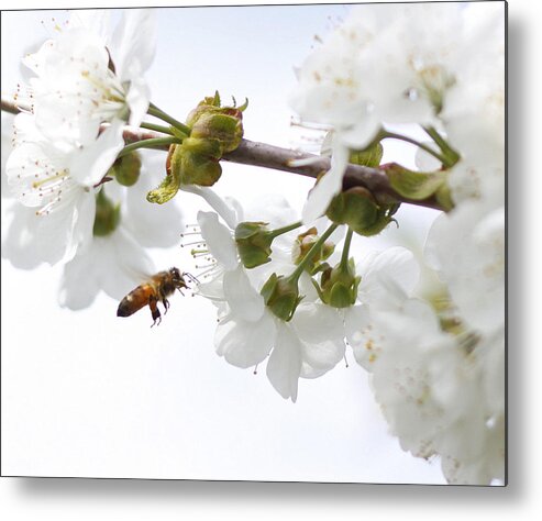 Insect Metal Print featuring the photograph Honey Bee #1 by Photos By By Deb Alperin