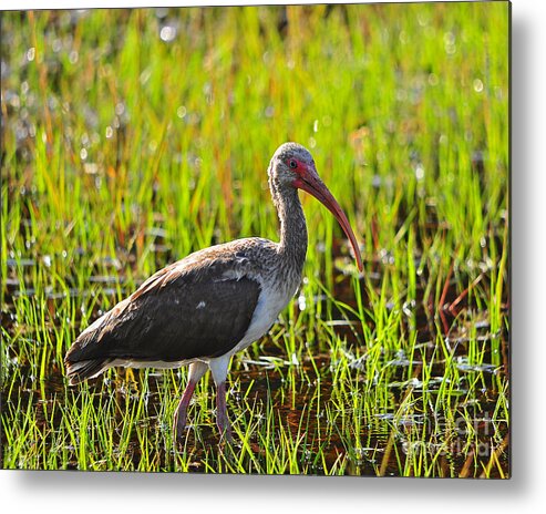 Ibis Metal Print featuring the photograph Immature Ibis #1 by Al Powell Photography USA