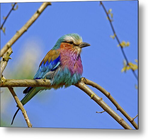 Lilac Breasted Roller Metal Print featuring the photograph Lilac Breasted Roller #1 by Paul Scoullar