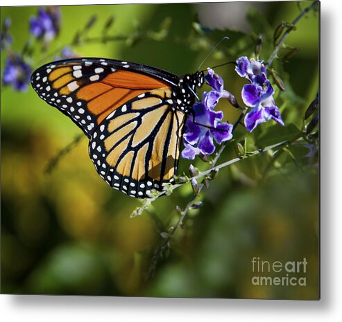 Monarch Metal Print featuring the photograph Monarch Butterfly by David Millenheft