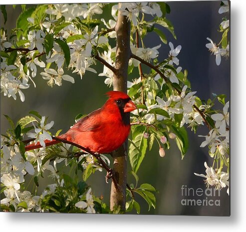 Nature Metal Print featuring the photograph Red Cardinal In Flowers by Nava Thompson