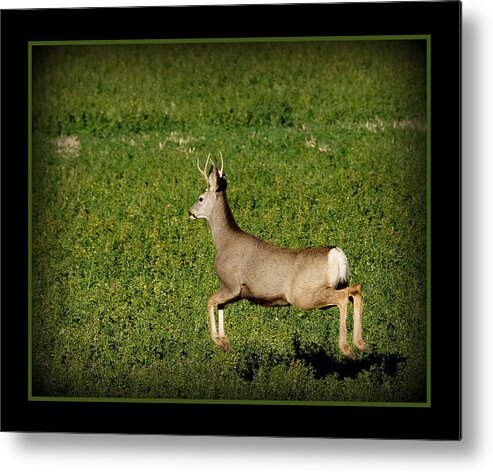 On The Run Metal Print featuring the photograph On the Run #1 by Ernest Echols