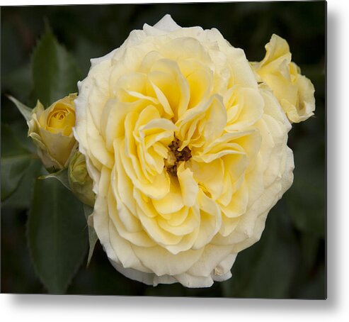 Flower Metal Print featuring the photograph Pale Yellow #1 by Masami Iida