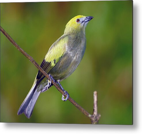 Palm Tanager Metal Print featuring the photograph Palm Tanager #2 by Tony Beck
