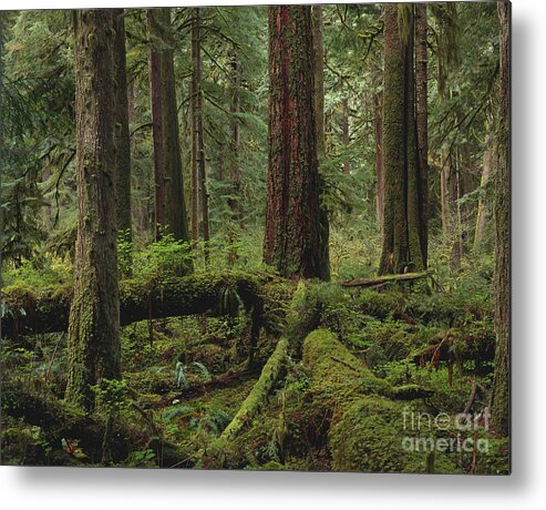 Outdoors Metal Print featuring the photograph Rainforest #1 by Art Wolfe