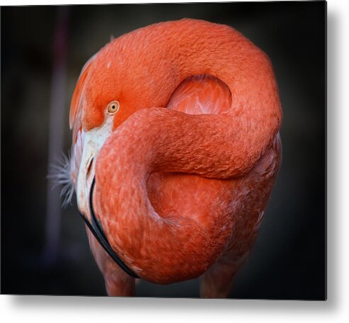 America Metal Print featuring the photograph Resting Flamingo #2 by Maggy Marsh