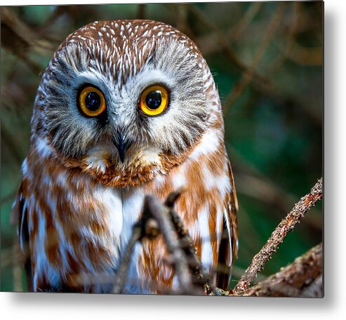 Owl Metal Print featuring the photograph Saw-Wet Owl #2 by Brad Bellisle