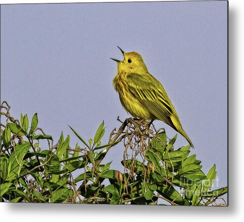 Songbird Metal Print featuring the photograph Singing #1 by Jan Killian