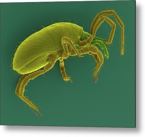 Arachnid Metal Print featuring the photograph Soil Mite (superfamily Oribatidae) #1 by Dennis Kunkel Microscopy/science Photo Library