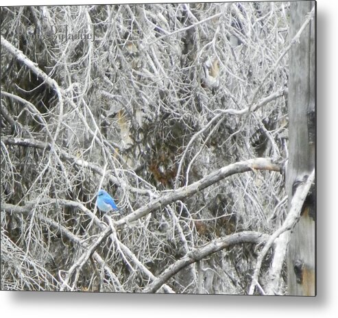 Blue Metal Print featuring the photograph The Blue Stallion by Jamie Johnson