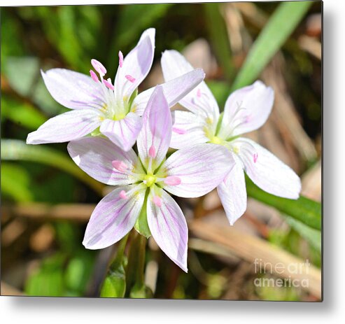  Metal Print featuring the photograph Wildflowers #1 by Lila Fisher-Wenzel