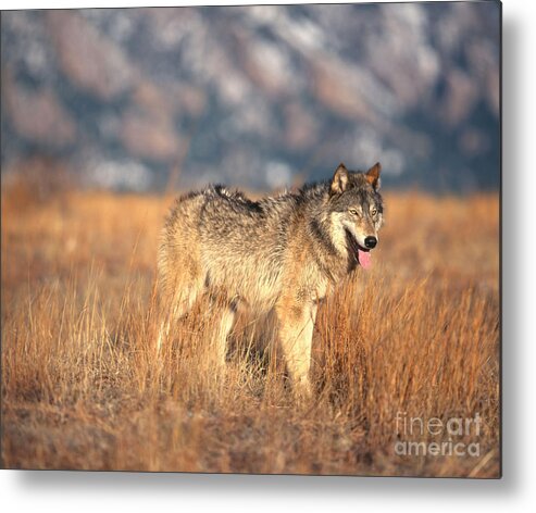 Gray Wolf Metal Print featuring the photograph Timber Wolf #12 by Hans Reinhard