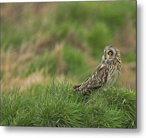 Short Metal Print featuring the photograph Short Eared Owl #14 by Paul Scoullar