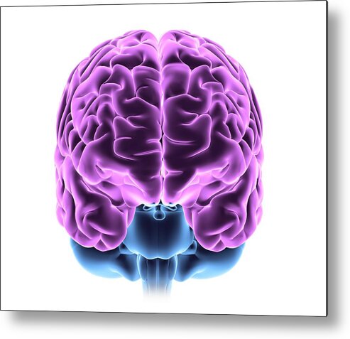 3-d Metal Print featuring the photograph Human Brain #16 by Pasieka