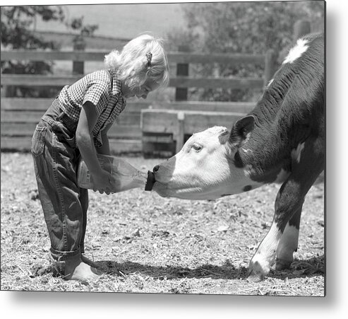 Photography Metal Print featuring the photograph 1950s Little Blonde Girl Feeding Calf by Animal Images