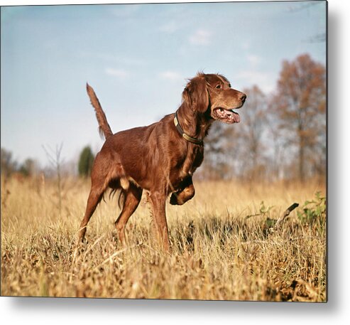 Photography Metal Print featuring the photograph 1960s Irish Setter Hunting Dog On Point by Vintage Images