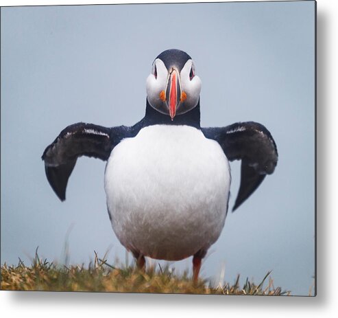 Photography Metal Print featuring the photograph Atlantic Puffin Fratercula Arctica #2 by Panoramic Images