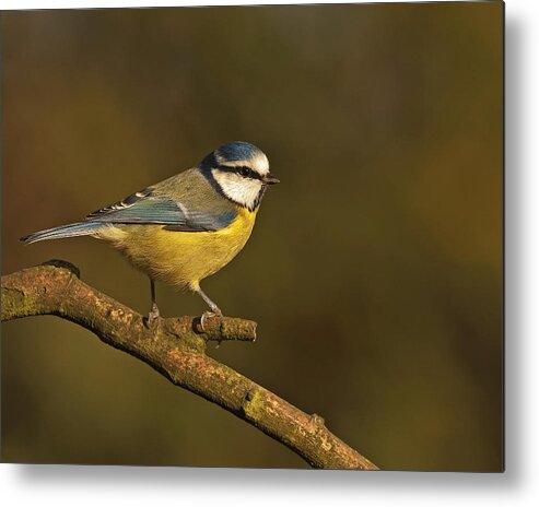 Blue Tit Metal Print featuring the photograph Blue Tit #2 by Paul Scoullar