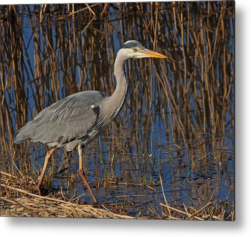 Heron Metal Print featuring the photograph Grey Heron #2 by Paul Scoullar