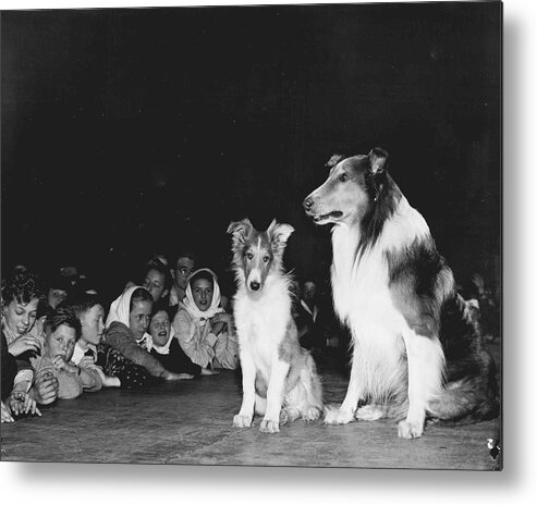 classic Metal Print featuring the photograph Lassie #2 by Retro Images Archive