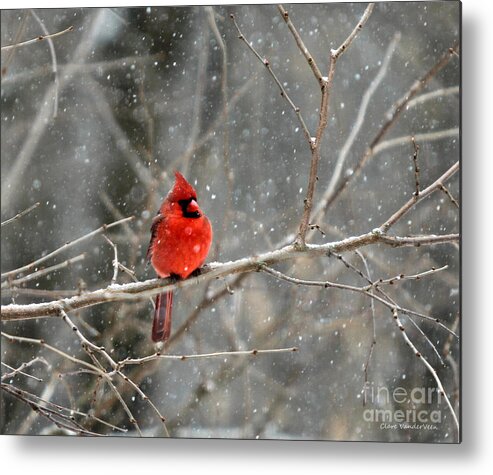 Cardinal Metal Print featuring the photograph Northern Cardinal #2 by Clare VanderVeen