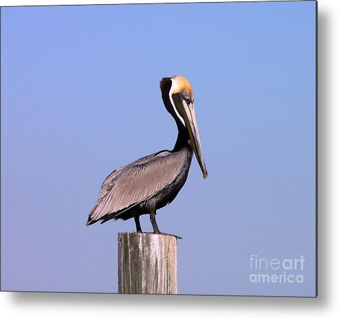 Pelican Metal Print featuring the photograph Pelican Perch #2 by Al Powell Photography USA