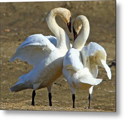 Swan Metal Print featuring the photograph Spring Dance #2 by Dee Carpenter