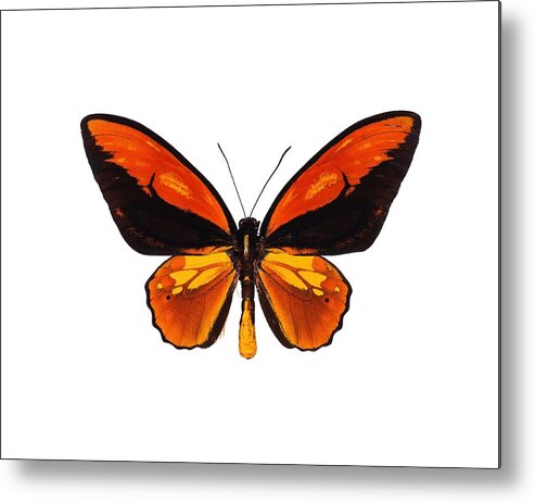 Anatomy Metal Print featuring the photograph Wallace's golden birdwing #2 by Science Photo Library
