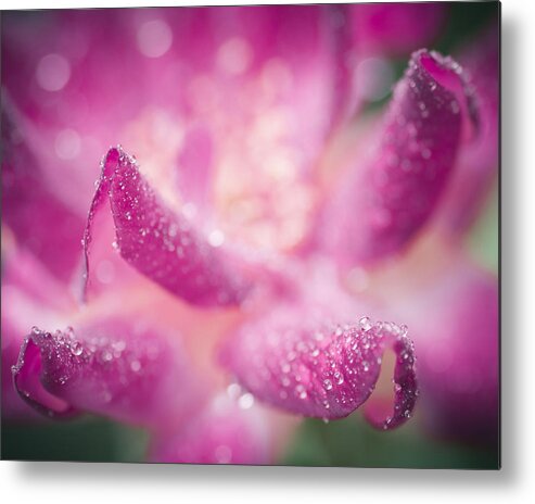 Flower Metal Print featuring the photograph Winter Rose #1 by Priya Ghose