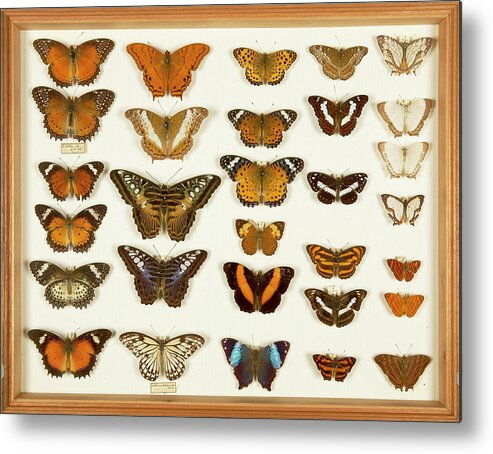 Wallace Collection Metal Print featuring the photograph Wallace Collection Butterfly Specimens #25 by Natural History Museum, London/science Photo Library