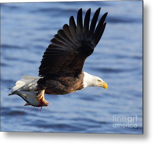 Bald Eagles Metal Print featuring the photograph Bald Eagle #252 by Steve Javorsky