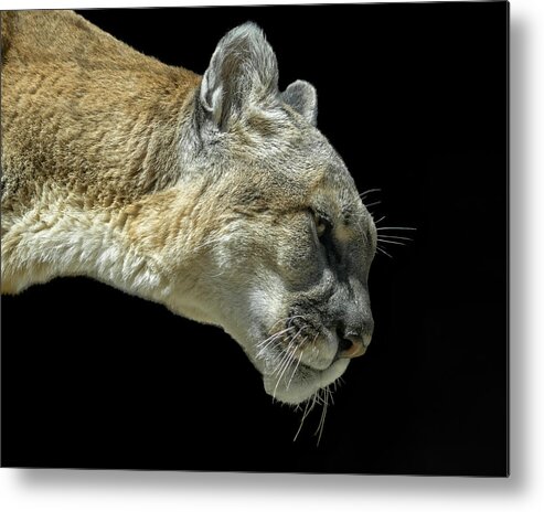 Mountain Lion Metal Print featuring the photograph Mountain Lion #4 by Ernest Echols
