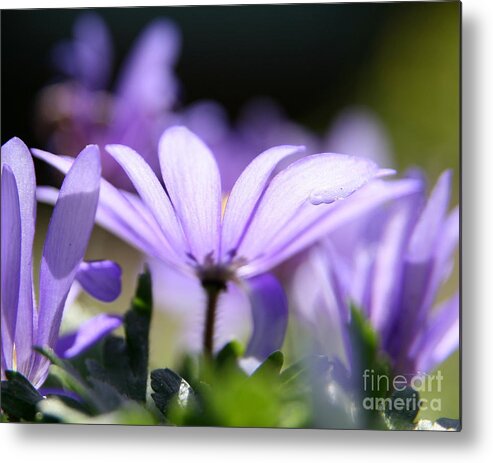 Flower Photography Metal Print featuring the photograph Purple Light by Neal Eslinger