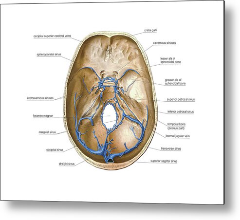 Cranium #6 by Asklepios Medical Atlas