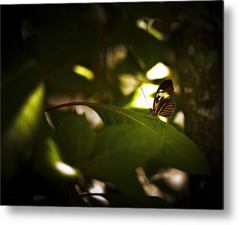 Butterfly Metal Print featuring the photograph Butterfly #14 by Bradley R Youngberg