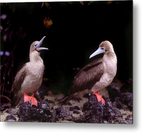 Animal Metal Print featuring the photograph South America, Ecuador, Galapagos #7 by Jaynes Gallery