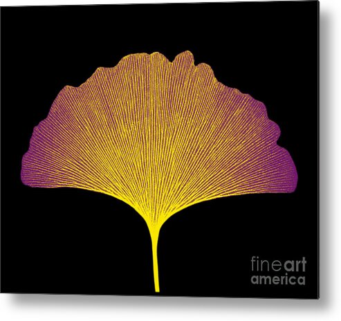 Radiograph Metal Print featuring the photograph X-ray Of Ginkgo Leaf #7 by Bert Myers