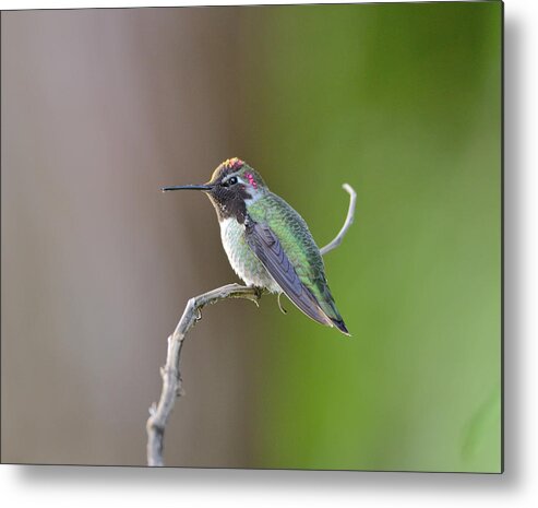 Anna's Hummingbird Metal Print featuring the photograph Anna's Hummingbird #8 by Kathy King