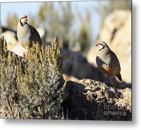 Bird Metal Print featuring the photograph Chukar #4 by Dennis Hammer