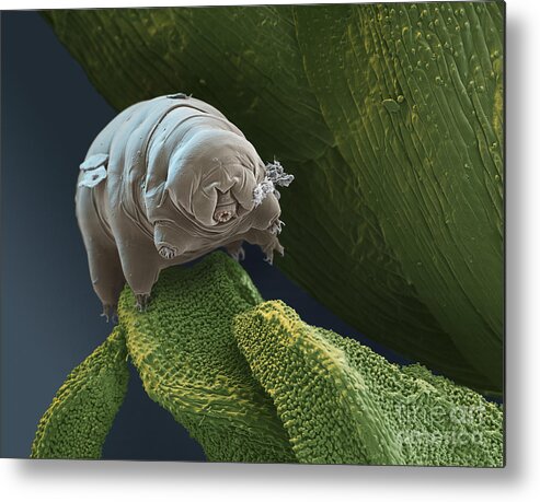 Paramacrobiotus Kenianus Metal Print featuring the photograph Water Bear #9 by Eye of Science and Science Source