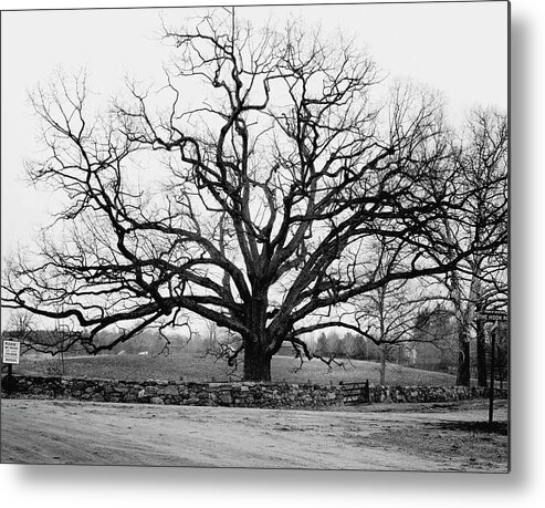 Exterior Metal Print featuring the photograph A Bare Oak Tree by Tom Leonard