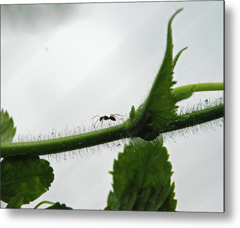 Insect Metal Print featuring the photograph A Bugs Life by Gopan G Nair