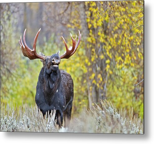 Autumn Metal Print featuring the photograph A bull moose in the fall rut by Gary Langley