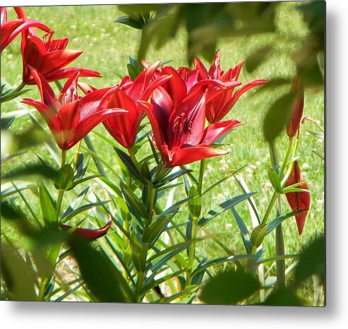 Flowers Metal Print featuring the photograph A Burst of Red by Jean Goodwin Brooks