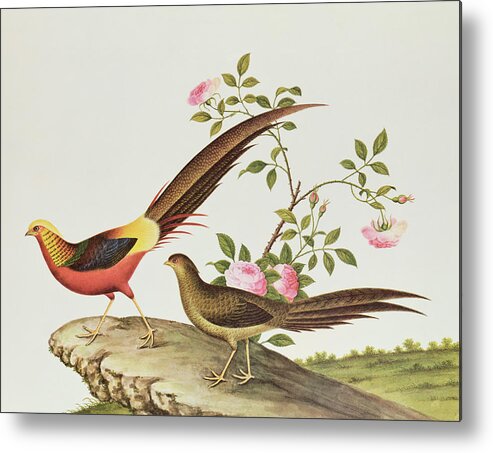 Bird Metal Print featuring the painting A Golden Pheasant by Chinese School