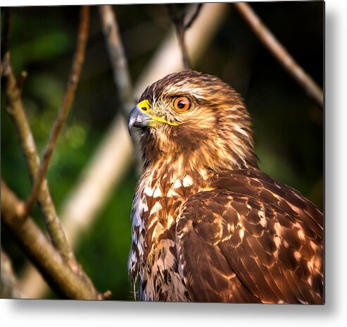 Red Shouldered Hawk Metal Print featuring the photograph Hawk Eye by Mark Andrew Thomas